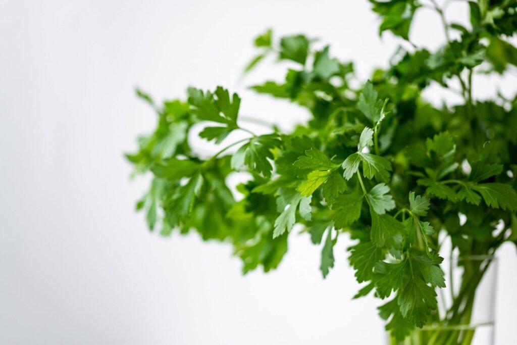 health benefits of coriander