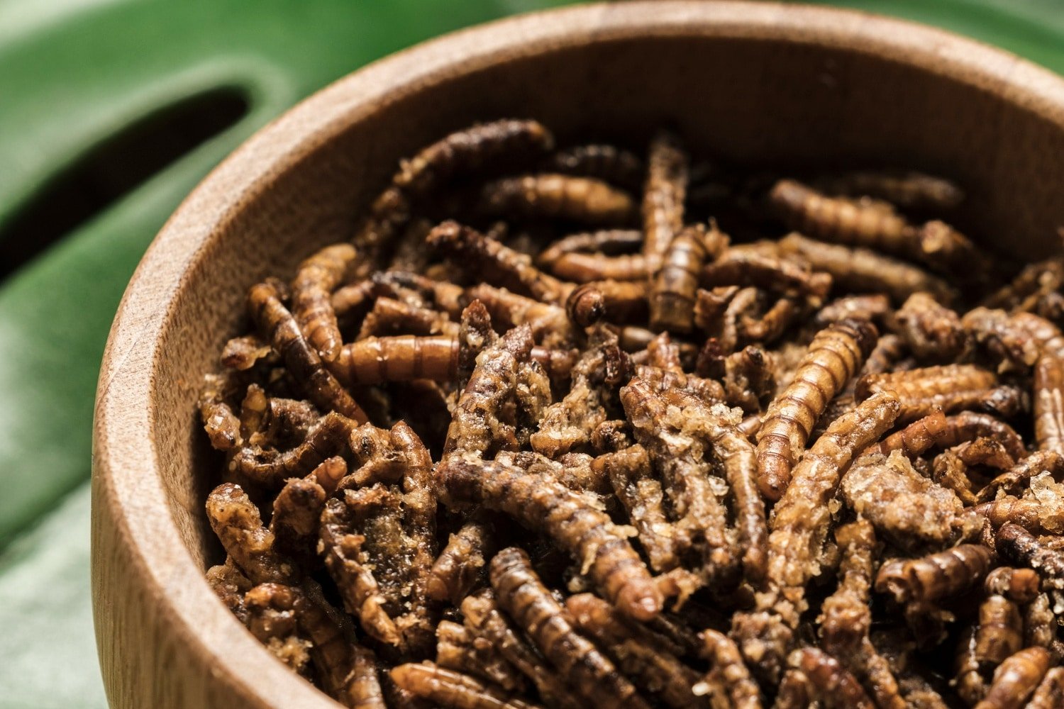 caterpillar fungus soup recipe