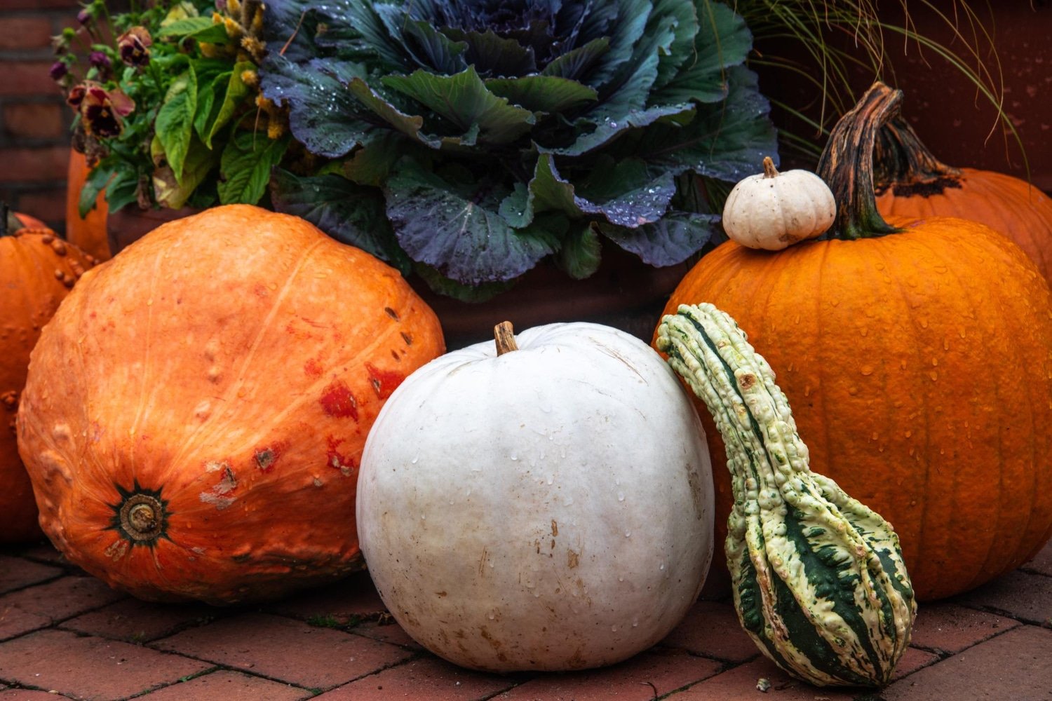 squash vegetable types