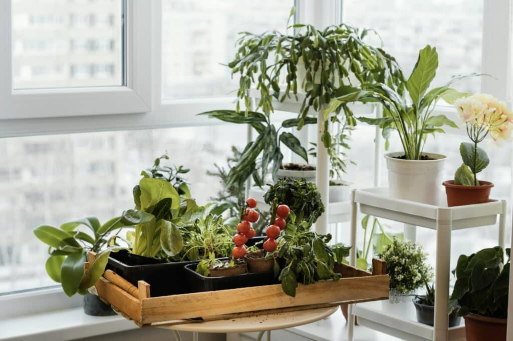 indoor herbs garden